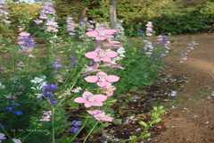 Delphinium ajacis